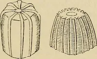 Picture 479 of 554 from The microscope and its revelations (1881), leaf 844