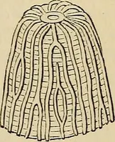 An illustration from The microscope and its revelations (1881)