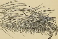 An illustration from The microscope and its revelations (1881)