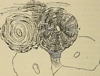 An illustration from The microscope and its revelations (1881)