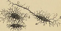 An illustration from The microscope and its revelations (1881)