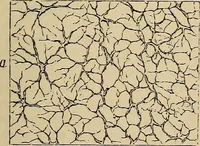 An illustration from The microscope and its revelations (1881)
