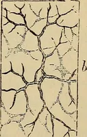 Picture 485 of 554 from The microscope and its revelations (1881), leaf 856