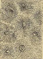 An illustration from The microscope and its revelations (1881)