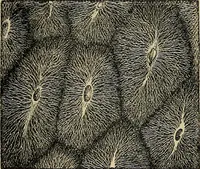 An illustration from The microscope and its revelations (1881)