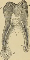 An illustration from The microscope and its revelations (1881)