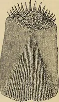 An illustration from The microscope and its revelations (1881)