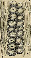 Picture 491 of 554 from The microscope and its revelations (1881), leaf 865