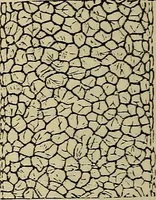 An illustration from The microscope and its revelations (1881)