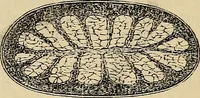 An illustration from The microscope and its revelations (1881)