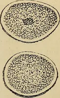 An illustration from The microscope and its revelations (1881)
