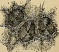 An illustration from The microscope and its revelations (1881)
