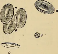 An illustration from The microscope and its revelations (1881)