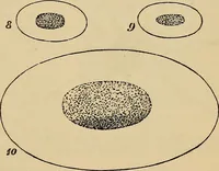 An illustration from The microscope and its revelations (1881)