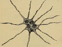 An illustration from The microscope and its revelations (1881)