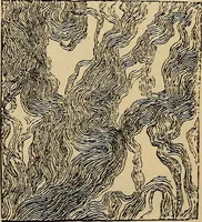 An illustration from The microscope and its revelations (1881)