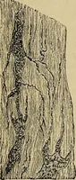 An illustration from The microscope and its revelations (1881)