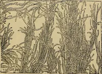 An illustration from The microscope and its revelations (1881)
