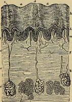 An illustration from The microscope and its revelations (1881)