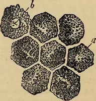 An illustration from The microscope and its revelations (1881)