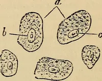 An illustration from The microscope and its revelations (1881)