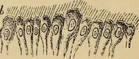 An illustration from The microscope and its revelations (1881)