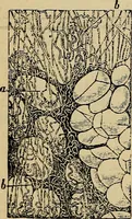 An illustration from The microscope and its revelations (1881)