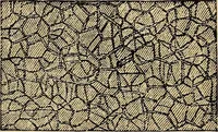 An illustration from The microscope and its revelations (1881)