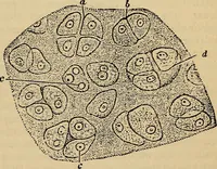 An illustration from The microscope and its revelations (1881)