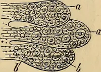 An illustration from The microscope and its revelations (1881)