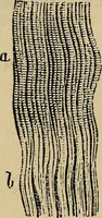 An illustration from The microscope and its revelations (1881)