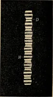 An illustration from The microscope and its revelations (1881)