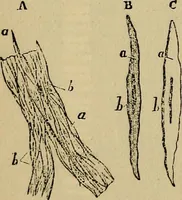 An illustration from The microscope and its revelations (1881)
