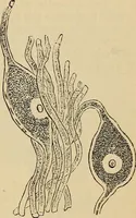 An illustration from The microscope and its revelations (1881)