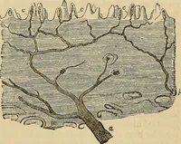 An illustration from The microscope and its revelations (1881)