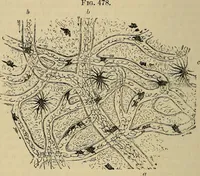 An illustration from The microscope and its revelations (1881)