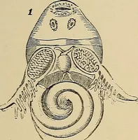 An illustration from The microscope and its revelations (1881)
