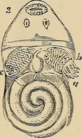 An illustration from The microscope and its revelations (1881)