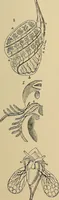 An illustration from The microscope and its revelations (1881)