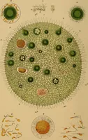 An illustration from The microscope and its revelations (1881)