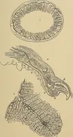 An illustration from The microscope and its revelations (1881)