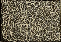 An illustration from The microscope and its revelations (1881)