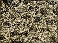 An illustration from The microscope and its revelations (1881)
