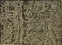 An illustration from The microscope and its revelations (1881)