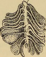 An illustration from The microscope and its revelations (1881)