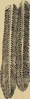 An illustration from The microscope and its revelations (1881)