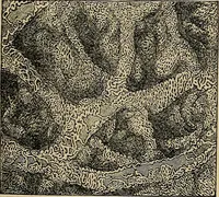 An illustration from The microscope and its revelations (1881)