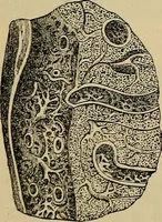 An illustration from The microscope and its revelations (1881)