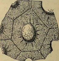 An illustration from The microscope and its revelations (1881)