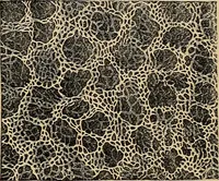 An illustration from The microscope and its revelations (1881)
